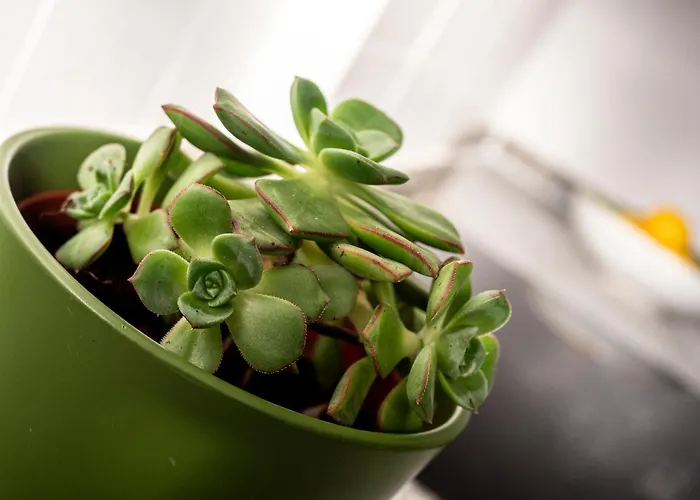 Apartamento A Estrenar 3 Hab Apartment A Coruna